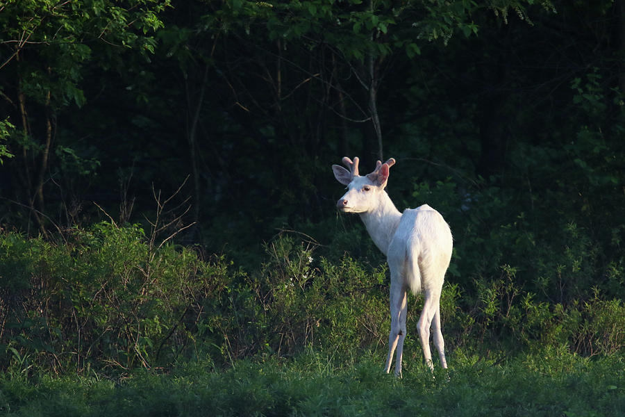White Buck at Sunset Photograph by Brook Burling