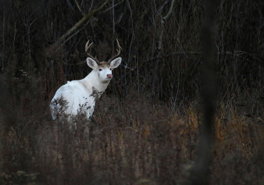 White Buck Photograph by Brook Burling