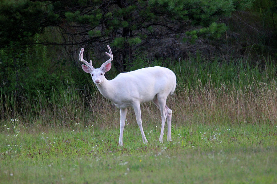 White Buck Front View 2 Photograph by Brook Burling