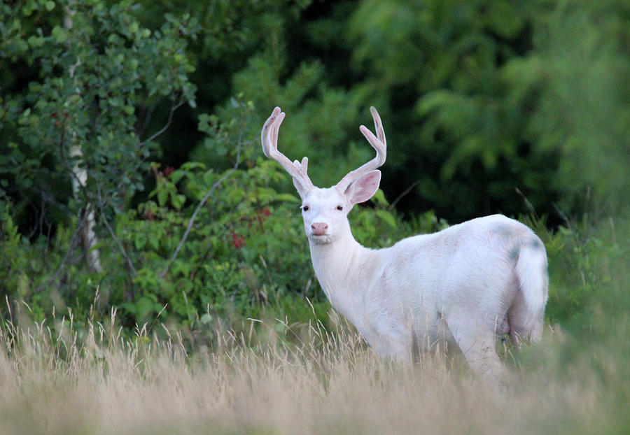 White Buck Front View Photograph by Brook Burling