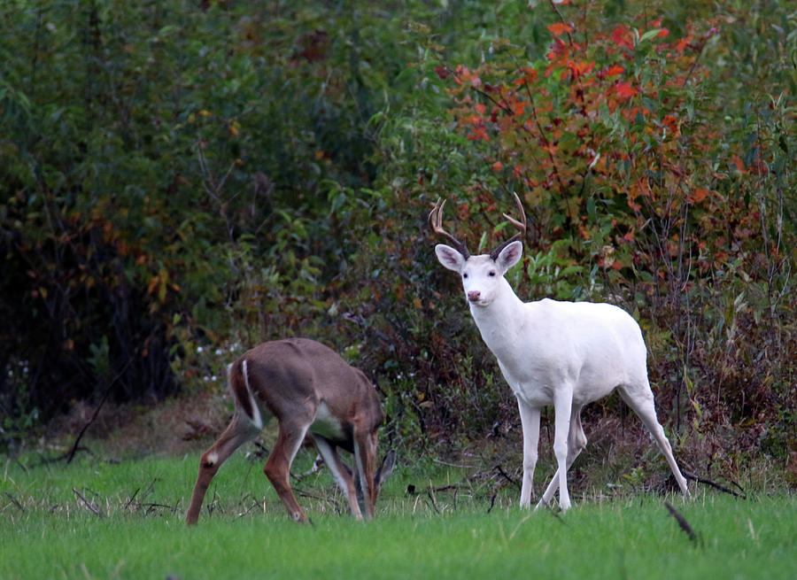 White Buck in Autumn Photograph by Brook Burling