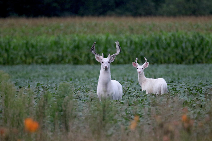 White Buck in Bean Field Photograph by Brook Burling