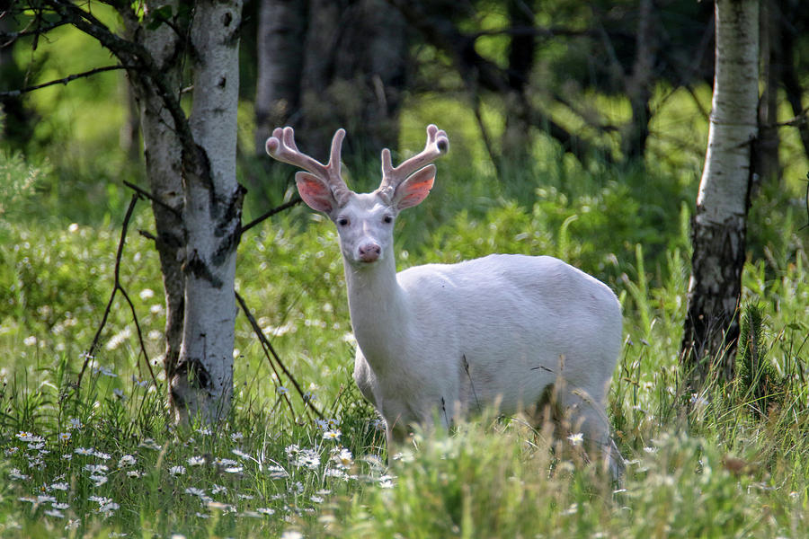 White Buck in Daisies Photograph by Brook Burling