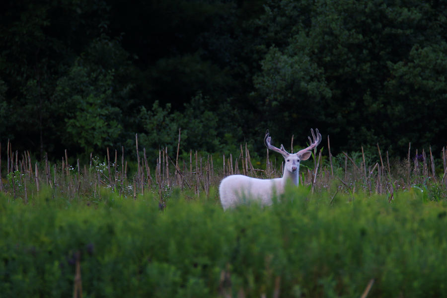 White Buck in Field 2 Photograph by Brook Burling