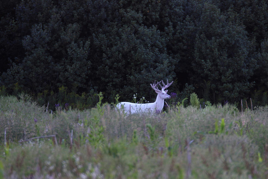 White Buck in Field Photograph by Brook Burling