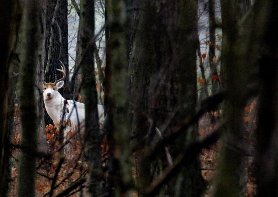 White Buck In the Woods Photograph by Brook Burling