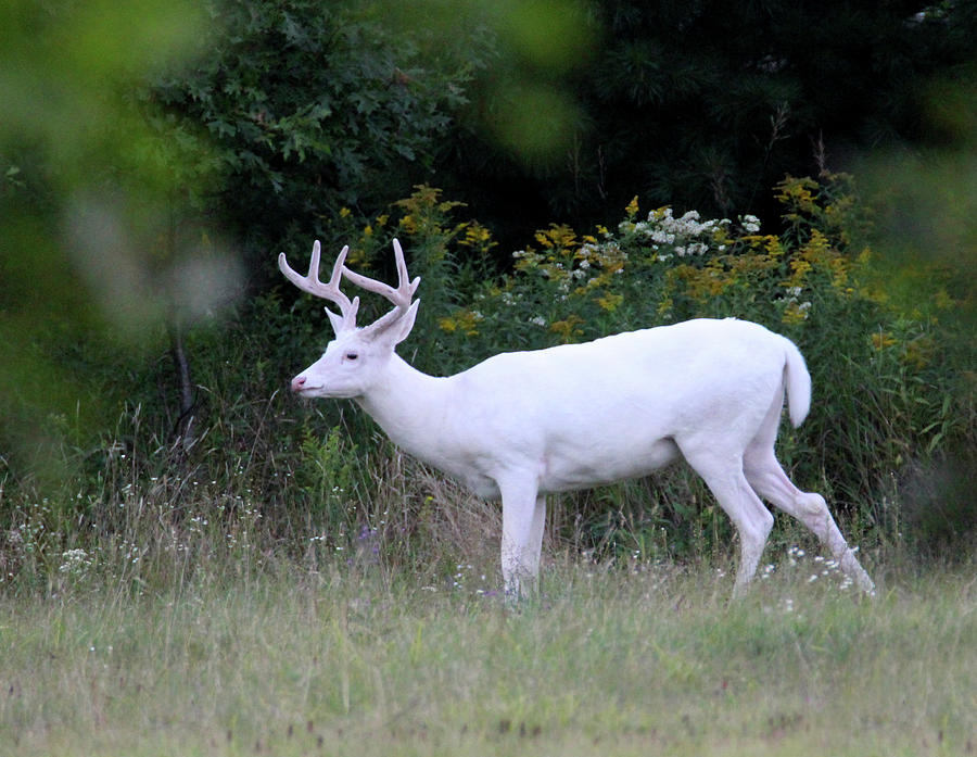 White Buck in Velvet 2 Photograph by Brook Burling