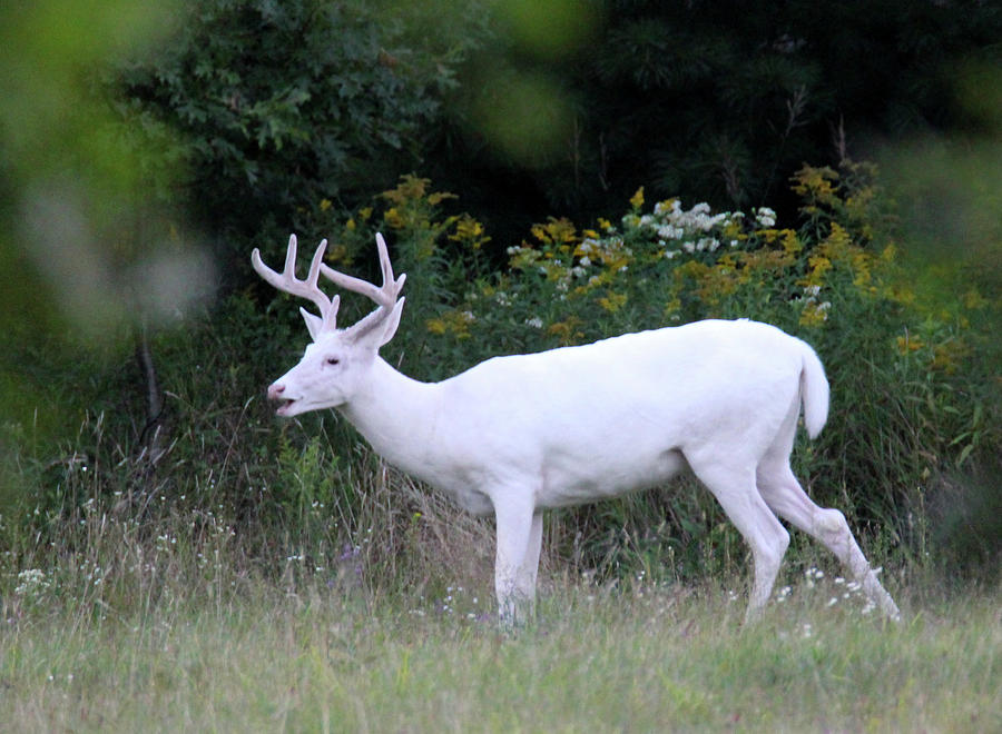 White Buck in Velvet 3 Photograph by Brook Burling