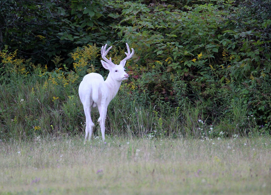White Buck in Velvet 4 Photograph by Brook Burling