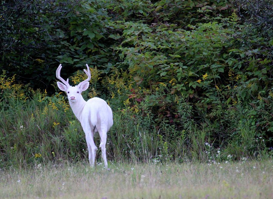 White Buck in Velvet Photograph by Brook Burling