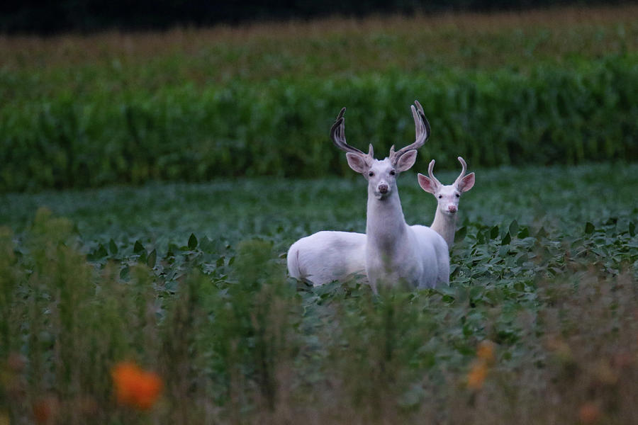 White Bucks Photograph by Brook Burling