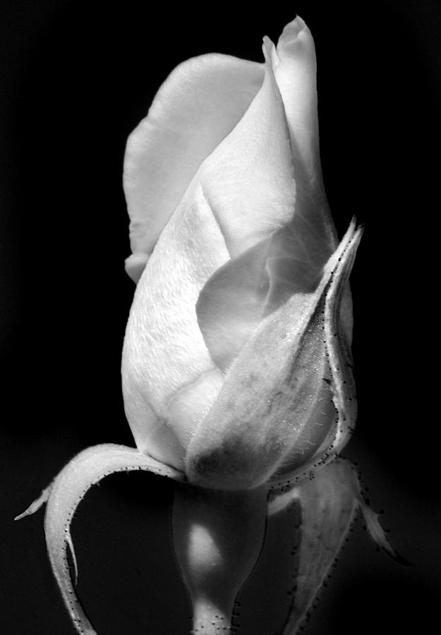 White Bud. Photograph by Terence Davis