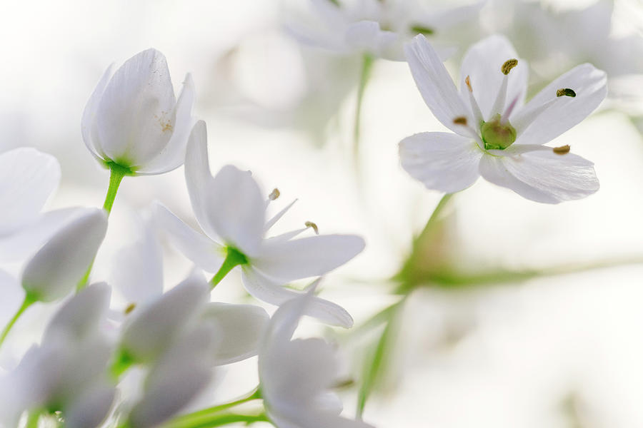 Nature Photograph - White buds II by Giovanni Allievi