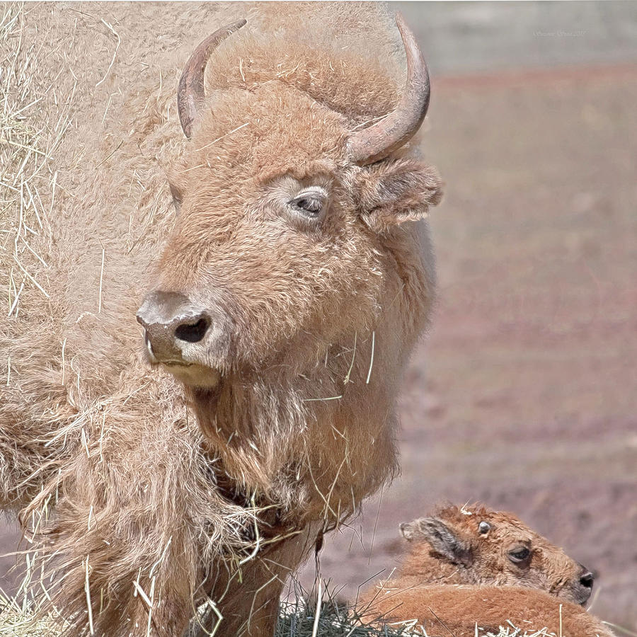 White Bison and Baby Photograph by Suzanne Stout