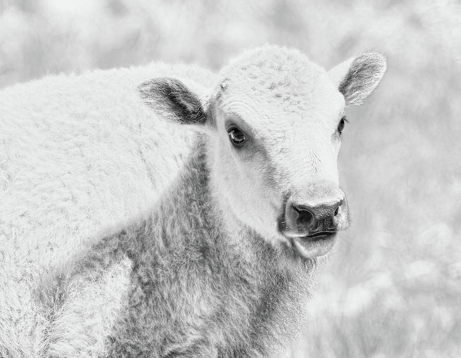 White Buffalo Calf Photograph by Jennie Marie Schell
