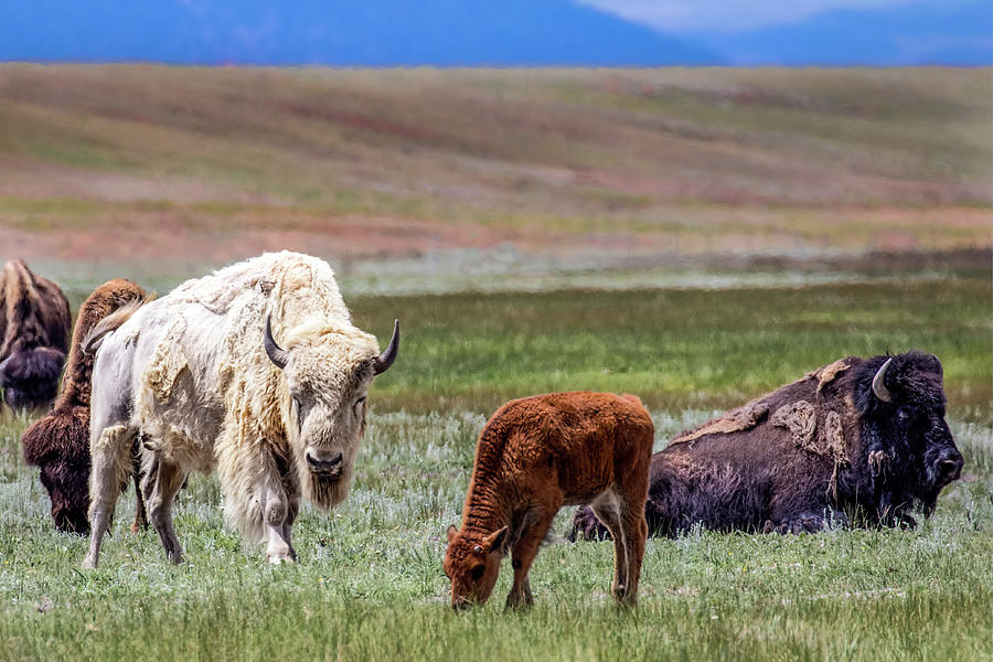 White Buffalo Photograph by Dawn Key