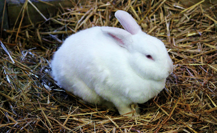 White Bunny Photograph by Cynthia Guinn