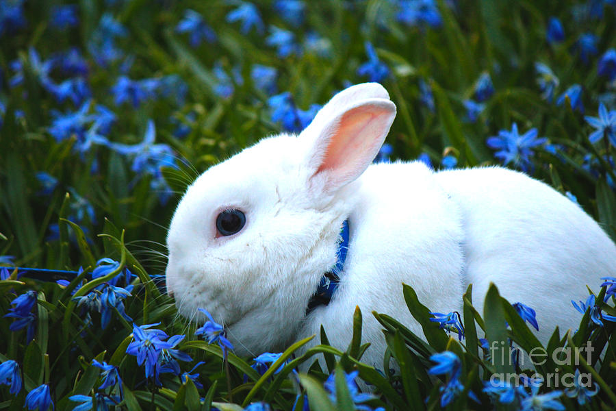 Nature Photograph - White bunny by Miso Jovicic