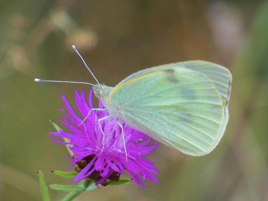 White butterfly Photograph by Ingrid Huetten