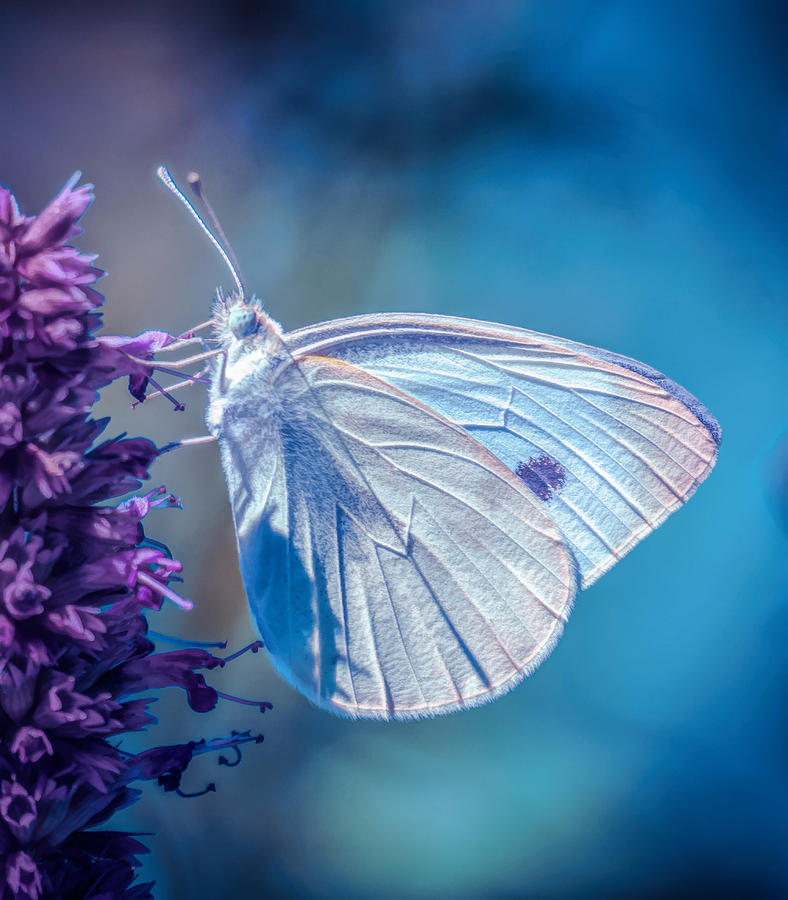 White Butterfly Photograph by Lilia S