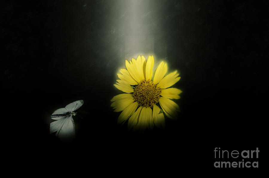 White Butterfly And Yellow Flower Photograph by Ilan Rosen