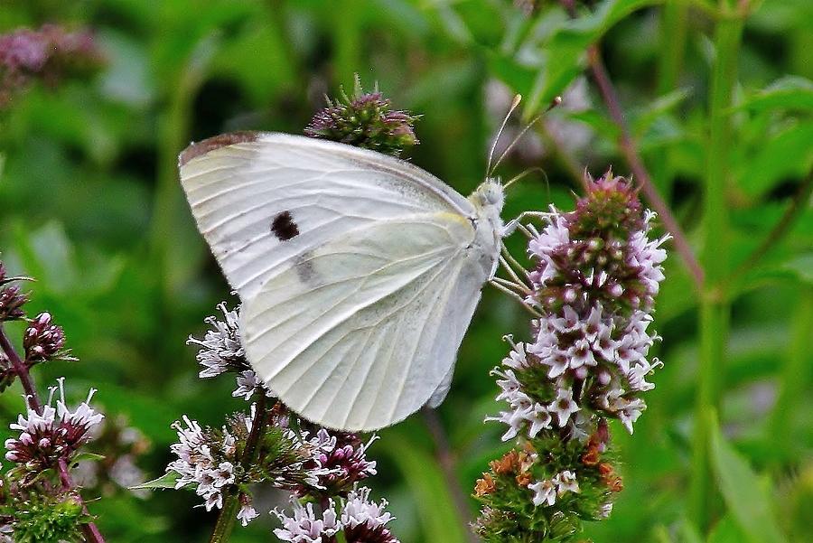 White Butterfly at the Good Earth Market Photograph by Kim Bemis