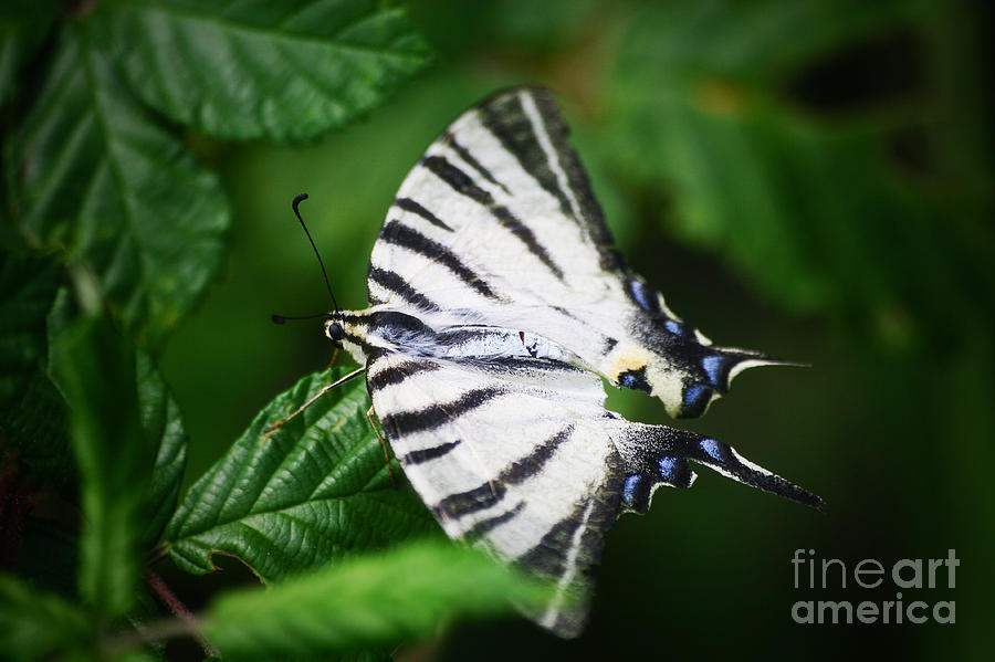 White butterfly Photograph by Dimitar Hristov