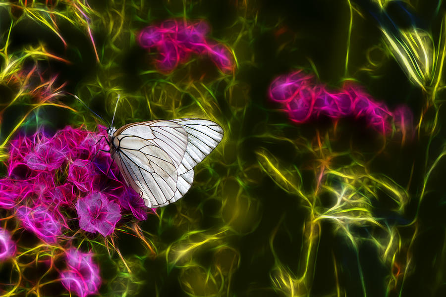White Butterfly Photograph by Gregg Ott