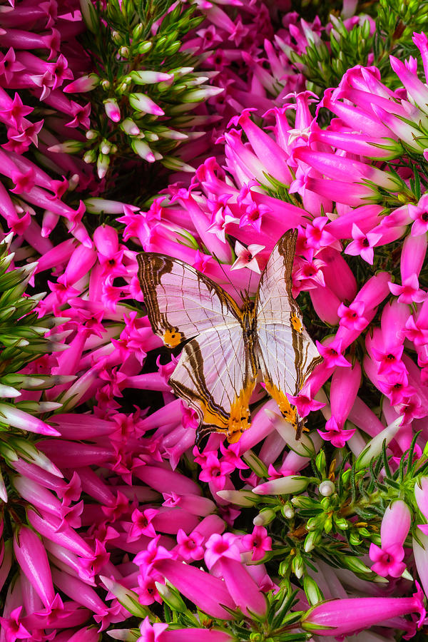 White Butterfly In Pink Heather Photograph by Garry Gay