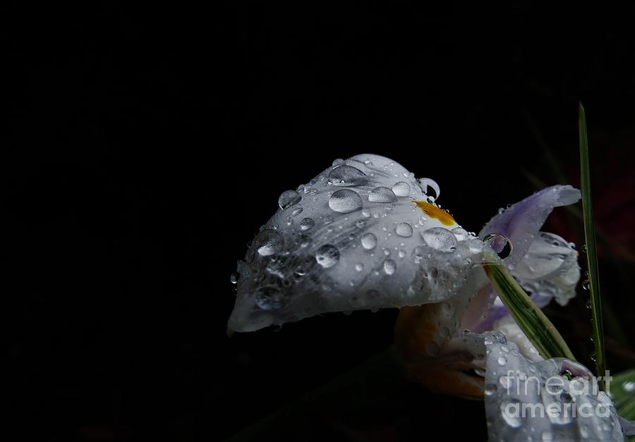 White Butterfly Iris with Rain Drops Photograph by Adrian De Leon Art and Photography