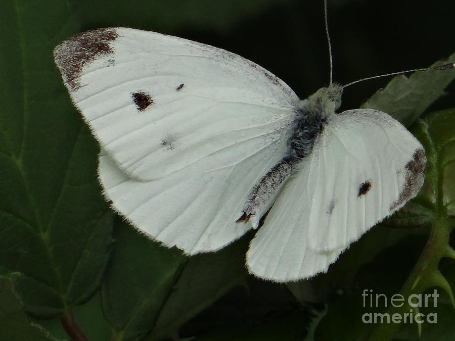 White butterfly Photograph by Karin Ravasio