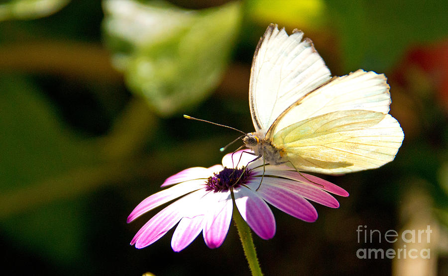 White Butterfly Photograph by Kelly Holm