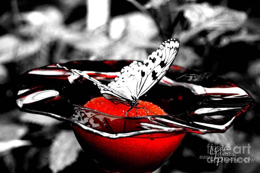 White Butterfly Photograph by Linda James
