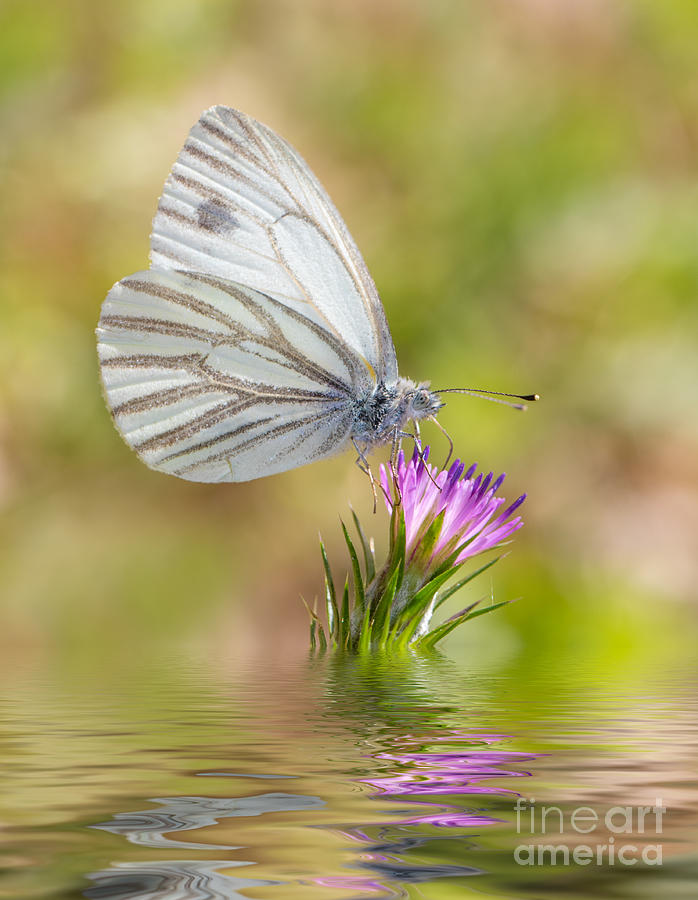 White Butterfly Photograph by Mimi Ditchie