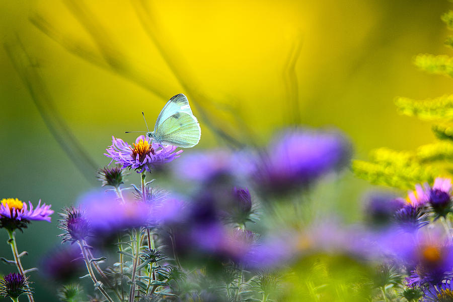 White Butterfly on Aster Wildflower Photograph by Judith Barath