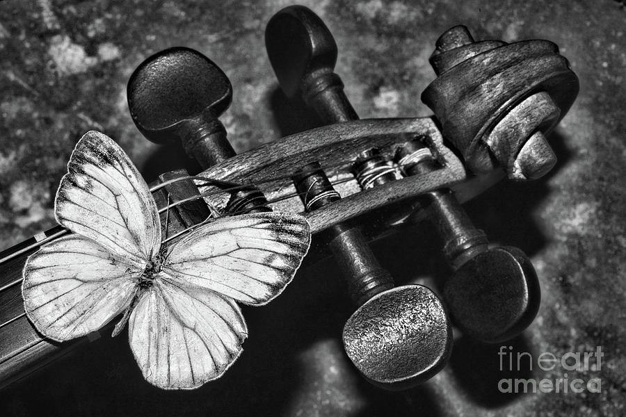 White Butterfly on a Violin in black and white Photograph by Paul Ward