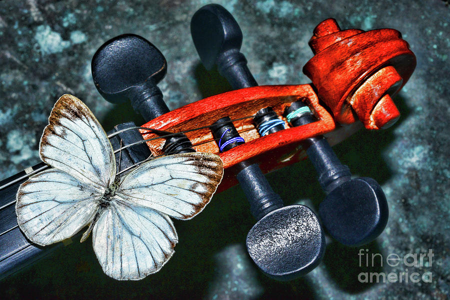 Butterfly Photograph - White Butterfly on a Violin by Paul Ward