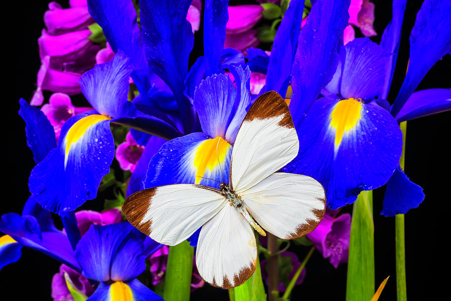 White Butterfly On Blue Iris Photograph by Garry Gay