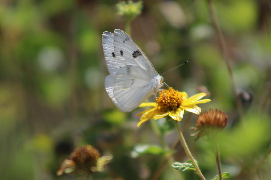 White Butterfly on Buttercup Yellow Daisy Photograph by Colleen Cornelius