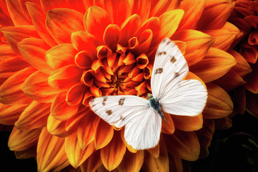 White Butterfly On Dahlia Photograph by Garry Gay