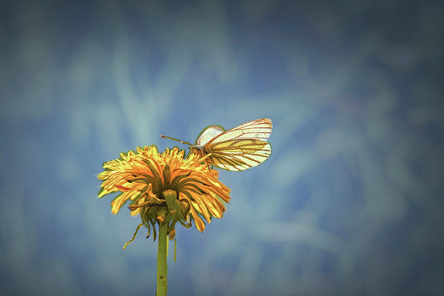 White butterfly on dandelion May 2016. Photograph by Leif Sohlman