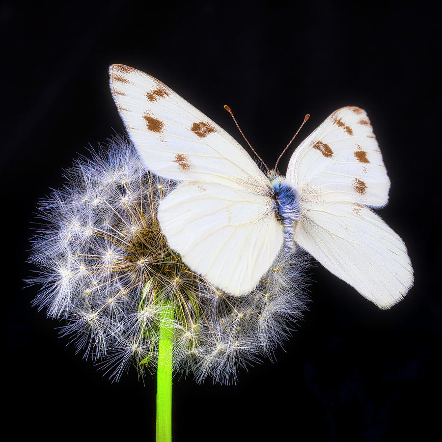 White Butterfly On Dandelion Puff Photograph by Garry Gay