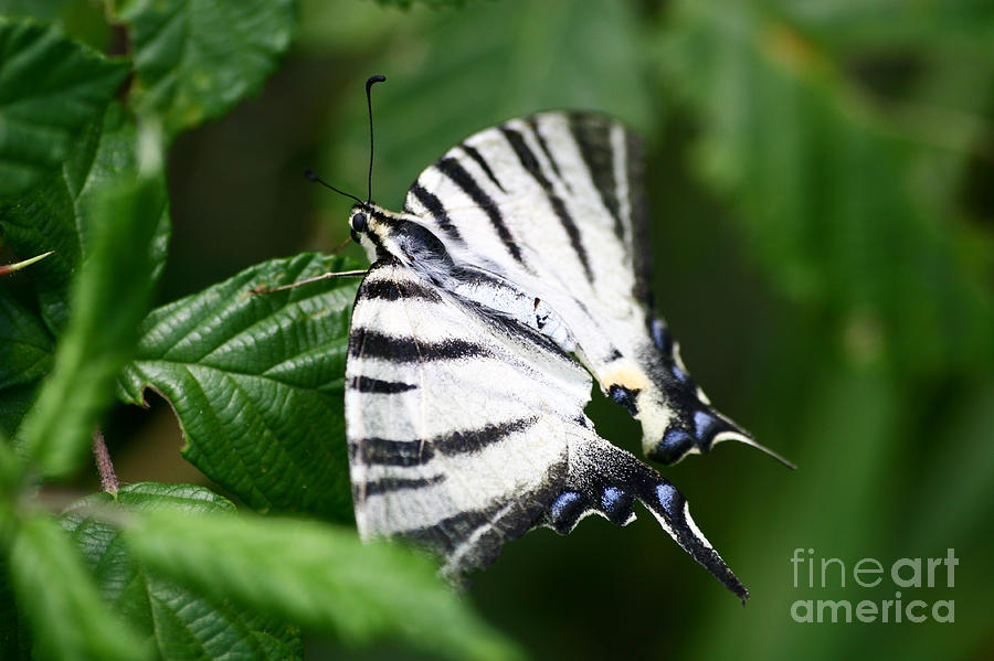 White butterfly on green Photograph by Dimitar Hristov