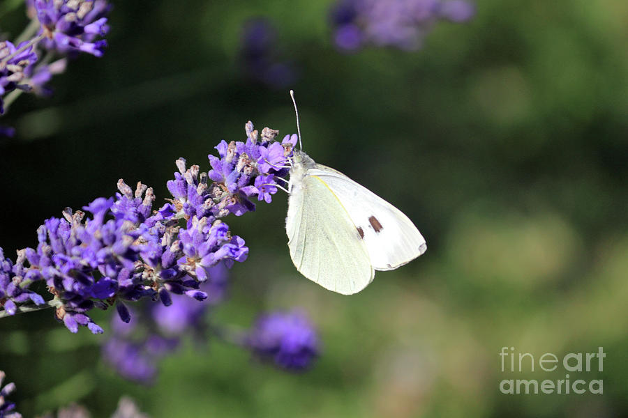 Cabbage White butterfly on lavender Photograph by Julia Gavin