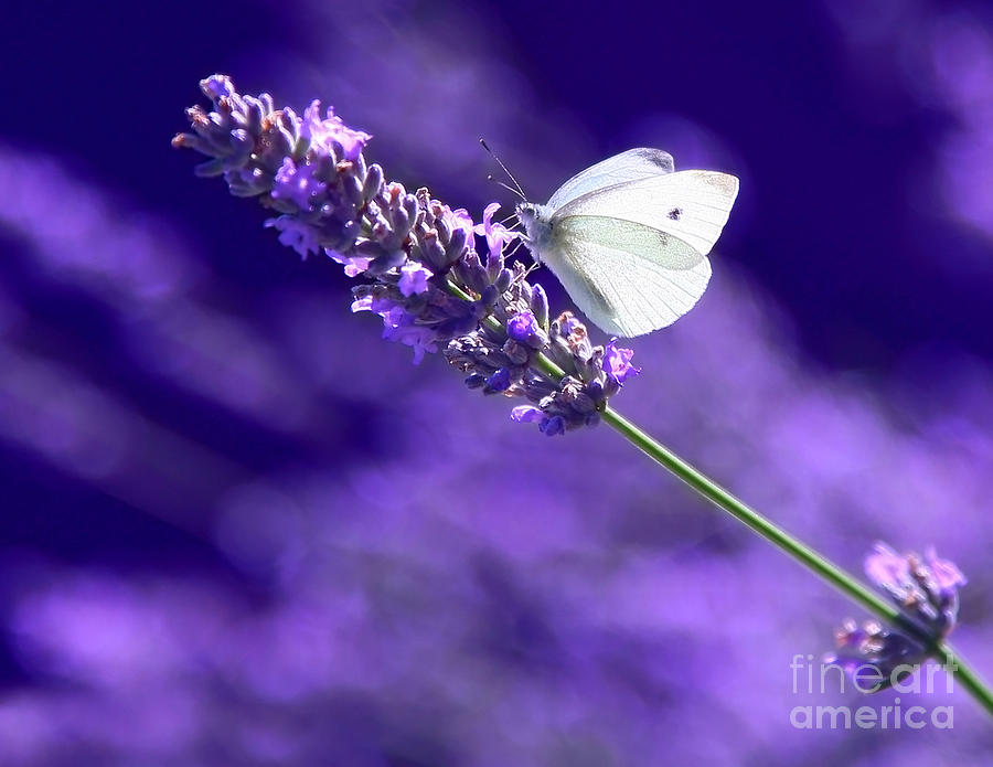 White Butterfly On Lavender Photograph