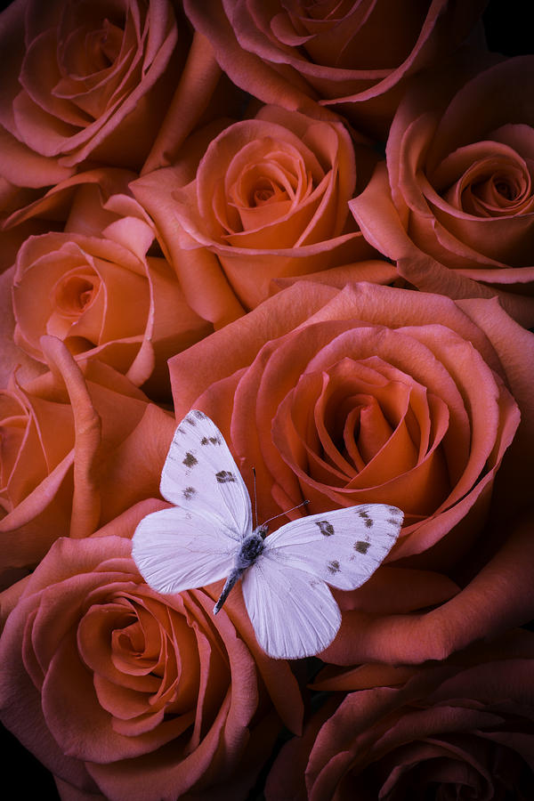 Rose Photograph - White Butterfly On Orange Roses by Garry Gay