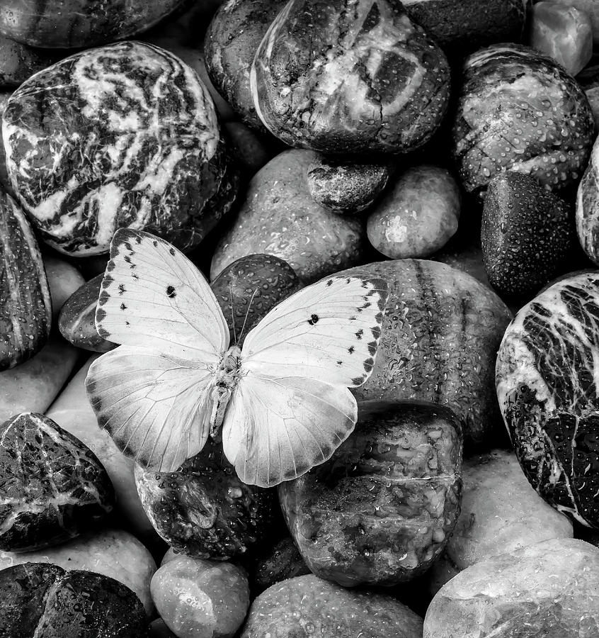White Butterfly On Rocks In Black And White Photograph by Garry Gay