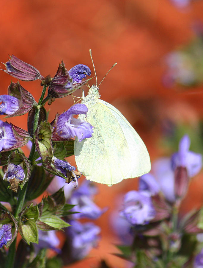 White Butterfly On Sage Photograph