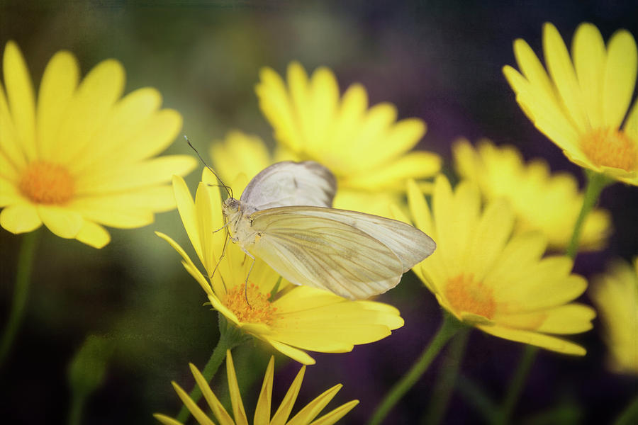 White Butterfly on Yellow Daisies  Photograph by Saija Lehtonen