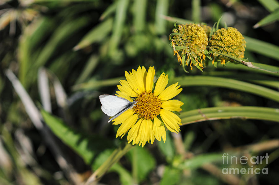 White butterfly on yellow flower  Photograph by Humorous Quotes